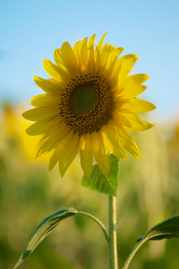 Paysage du Gers : Tournesols