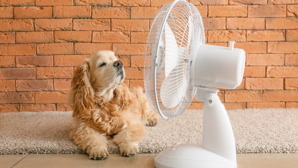 Utiliser un ventilateur pour améliorer votre confort